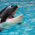 シャチの知能の高さが分かる「海の狩人」としての行動8つご紹介