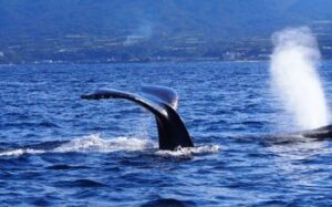 【PR】トレンドに敏感な方必見!Quick Timezを徹底解説