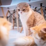 「羨望の眼差し」の正しい意味や使い方とは？類義語や対義語も紹介！