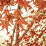 「いろは」ってどんな名前？人気の漢字表記や名付けの注意点も紹介