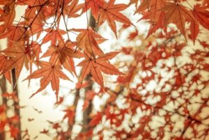 「いろは」ってどんな名前？人気の漢字表記や名付けの注意点も紹介