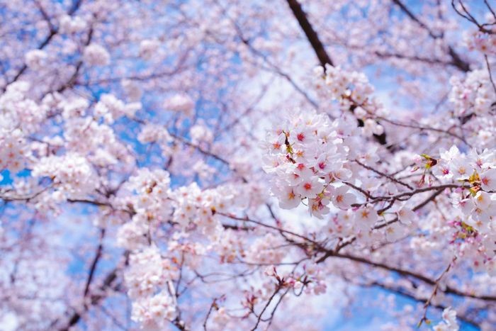 幸せを願う四字熟語とは？意味や正しい使い方について徹底解説