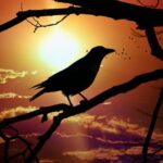 カラスのスピリチュアルな意味とは？場所や状況ごとのメッセージを解説