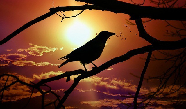 カラスのスピリチュアルな意味とは?場所や状況ごとのメッセージを解説