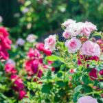 かっこいい花言葉12選｜歴史や四季別の花についても詳しく解説