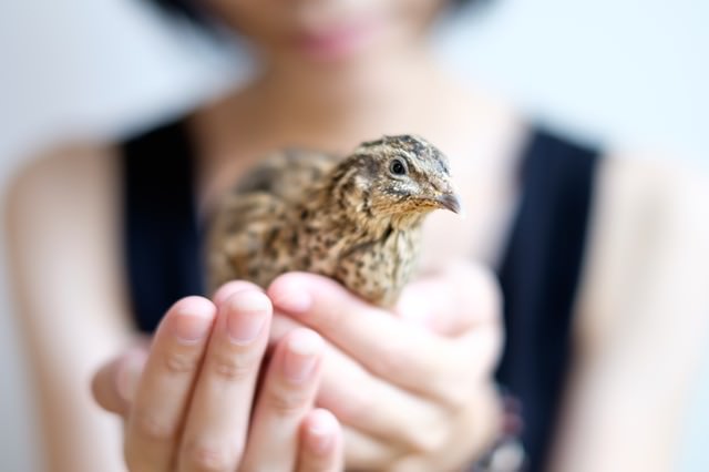 【オス・メス別】鶏の寿命・鶏卵の寿命・養鶏場での寿命