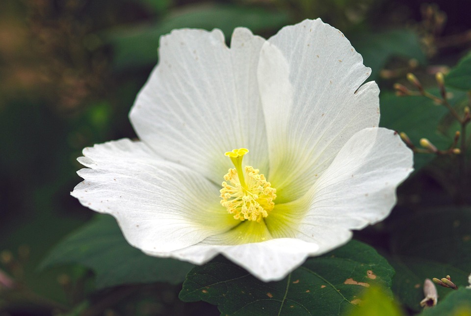 「葵」の意味・葵の花言葉７つ・名付けに使われる「葵」