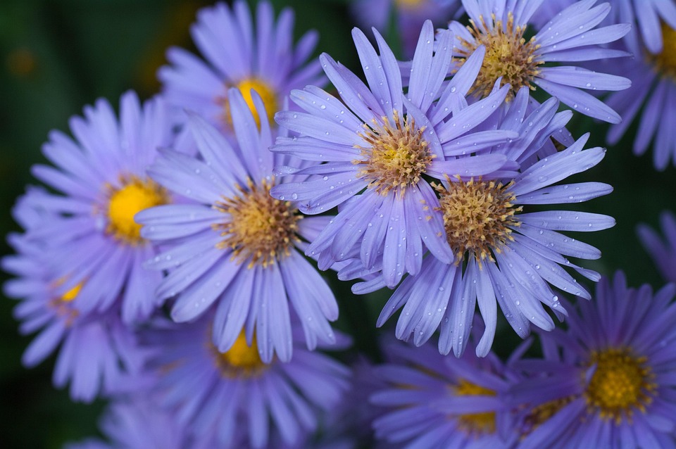 アスターの花言葉・アスターの色別花言葉｜青/ピンク/白/紫など