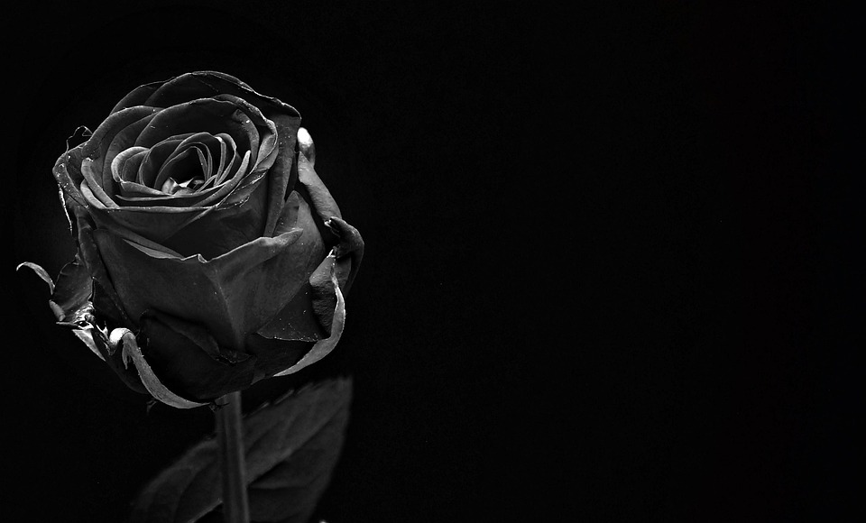 黒薔薇の5つの花言葉・意味・由来・贈る時の注意点
