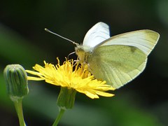 モンシロチョウの幼虫の大きさ・見分け方・動かない場合