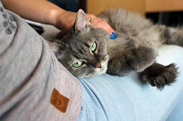猫が飼い主と一緒に寝る理由と心理・猫の寝る位置には意味がある