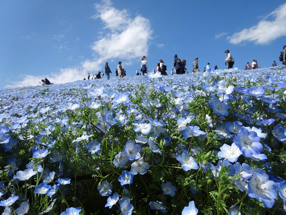 茨城の読み方は「いばらぎ」と「いばらき」どっちが正解？