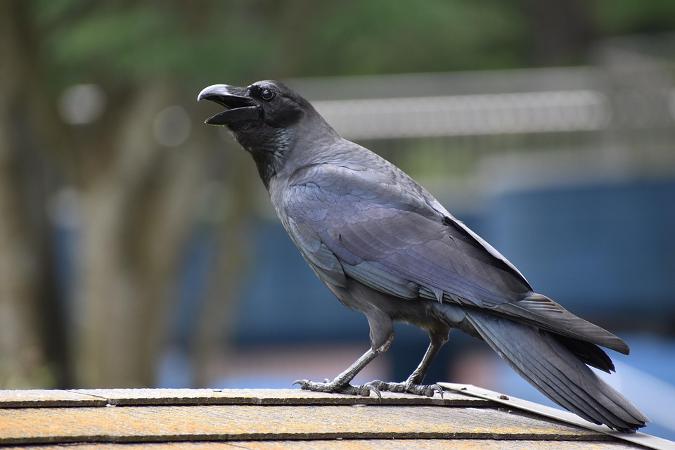 カラスはなぜ夜に鳴くのか？不吉の象徴といわれる理由や生態を解説