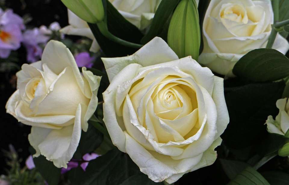 本数によって花言葉がかわる？白バラの花言葉の意味と由来