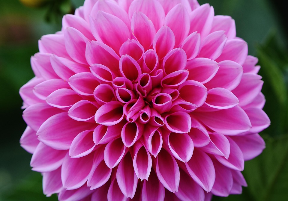 【色別】ダリアの花言葉｜紫・白・赤・ピンク・青・オレンジ
