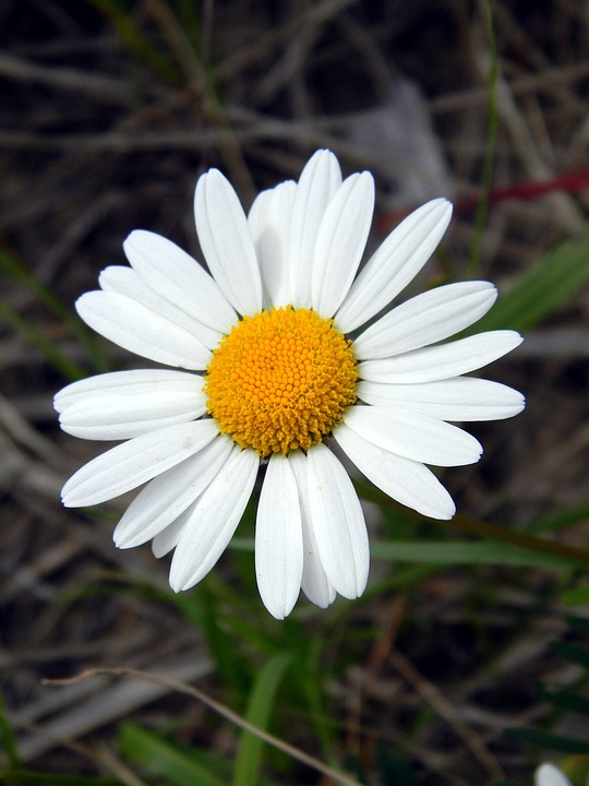 デイジーの花言葉５つ・色別花言葉｜和名・開花時期