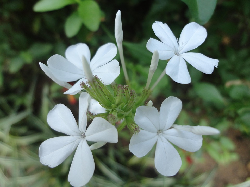ジャスミンの花言葉つと裏の花言葉・色別の花言葉