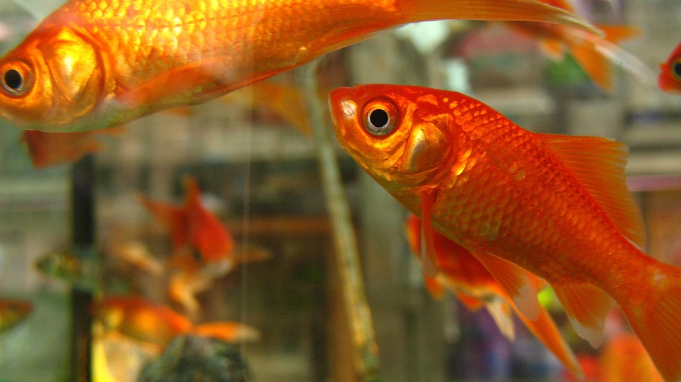 金魚が動かない｜動かない場所/状況別・沈む時の病気は？