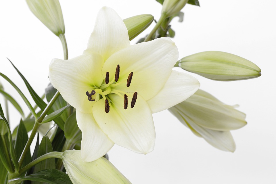 白百合の花言葉とその意味や由来・怖い意味の花言葉