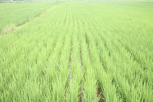 「一俵」の意味と使い方・米何合分なのか・値段の平均