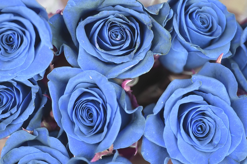 青い薔薇の花言葉・本数の意味・青い薔薇誕生まで
