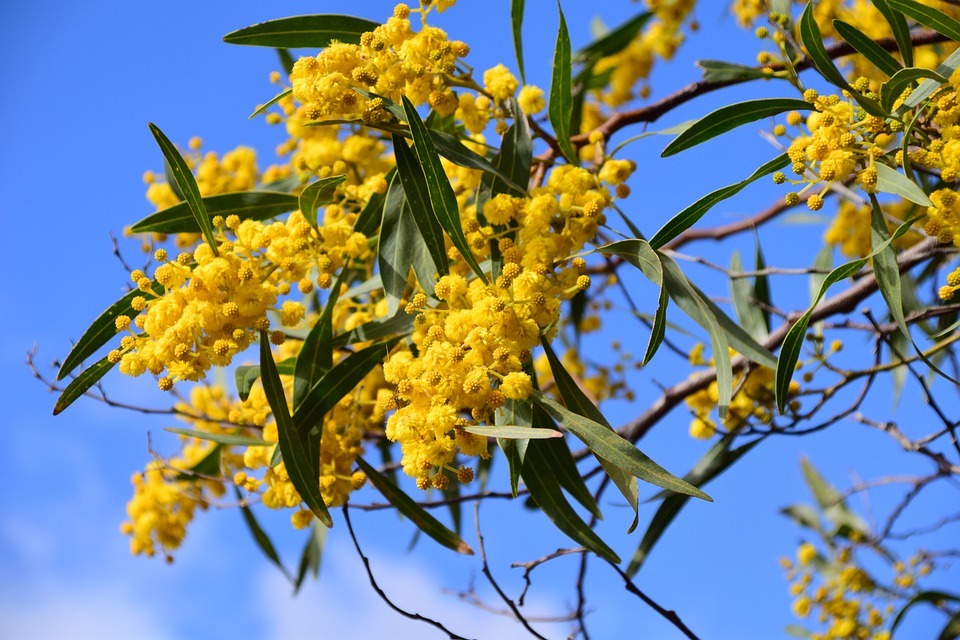 ミモザの花言葉７つ・色別花言葉・ミモザの和名