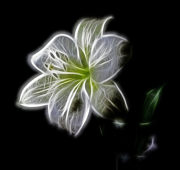 死/死別の意を持つ花言葉｜百合/スノードロップ/アネモネ/彼岸花